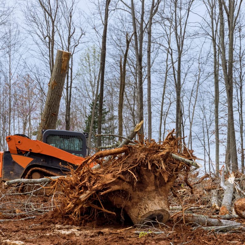 land-clearing-29